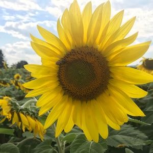 Meet your Posher, Cassandra